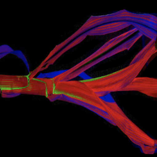 macroPhor™ Array - Image 2